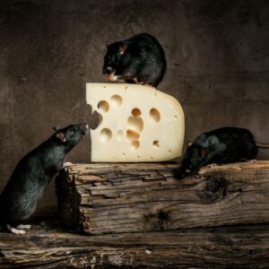 a patkányok mindenevők