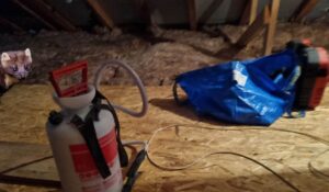 teendők nyest ellen