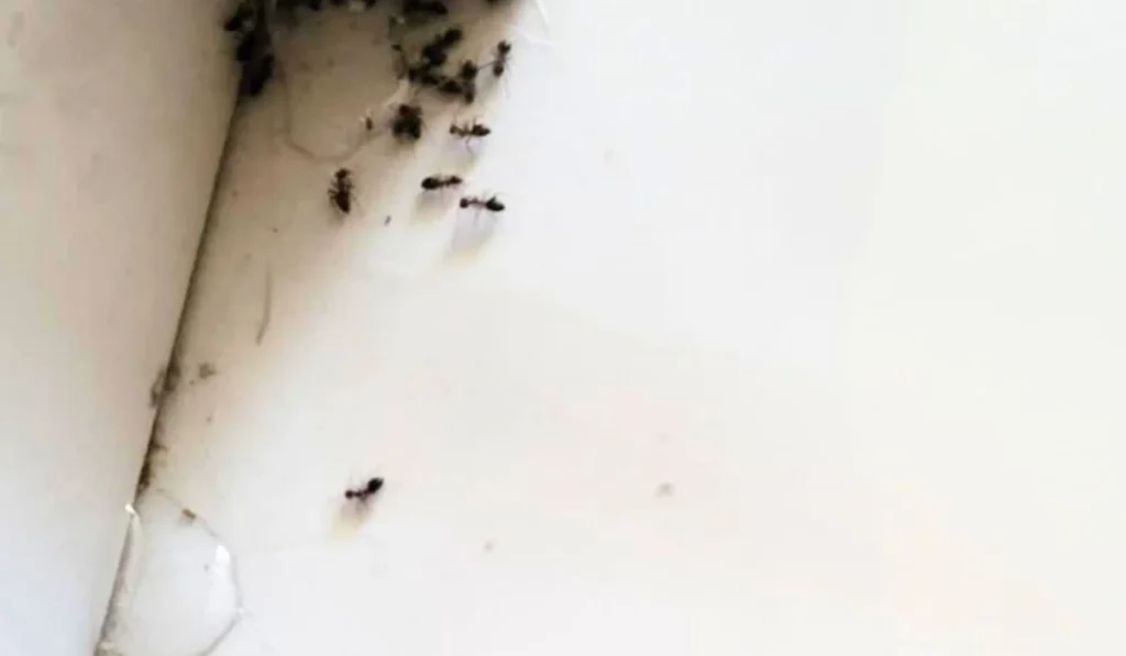 hangyairtás gélezéssel