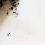 hangyairtás gélezéssel