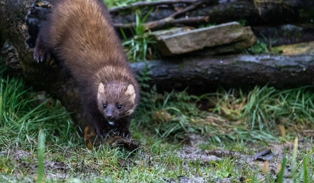 Milyen a nyest hangja