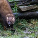 Milyen a nyest hangja