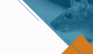 rágcsálóirtás háttérkép