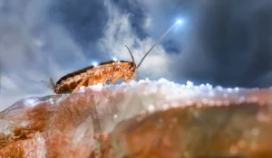 zselés csótányirtás