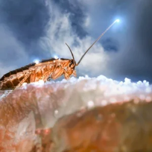 zselés csótányirtás